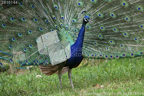 Image of Peacock With Beautiful Colorful Feathers