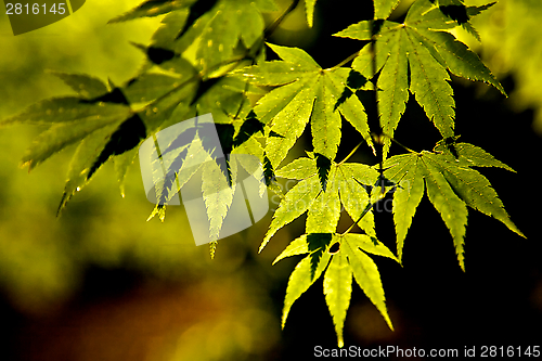 Image of Maple leaves