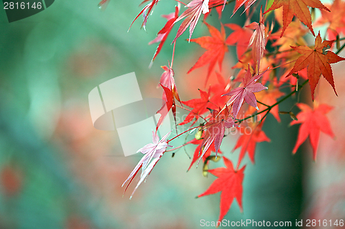 Image of Autumn Colours on the Leaves