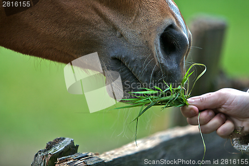 Image of Horse Eating