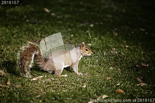 Image of Grey Squirrel Nature