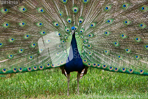 Image of Peacock