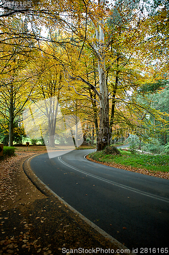 Image of Journey Autumn Forrest