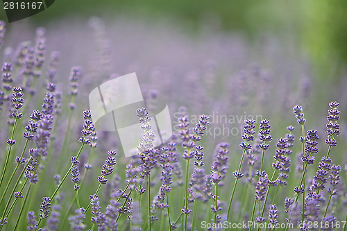 Image of Field of Lilac Lavender Flowers