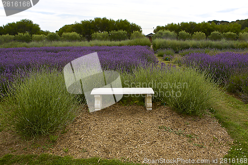 Image of Lavender Farm