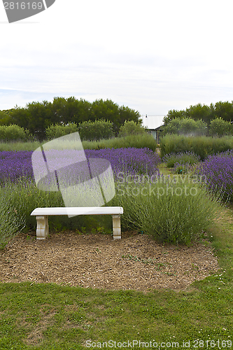 Image of Lavender Farm