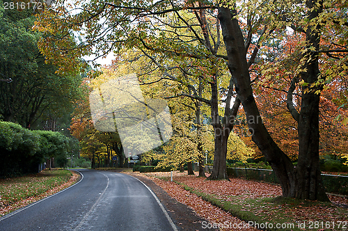 Image of Beautiful Fall Trees With Road Drive Forrest