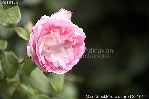 Image of Pink rose