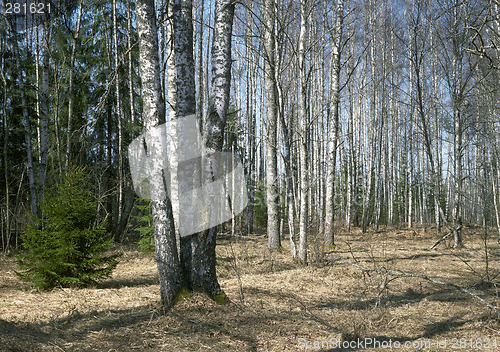 Image of Spring in the birch-forest