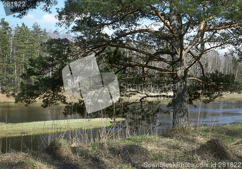 Image of Spring on the Luga-river