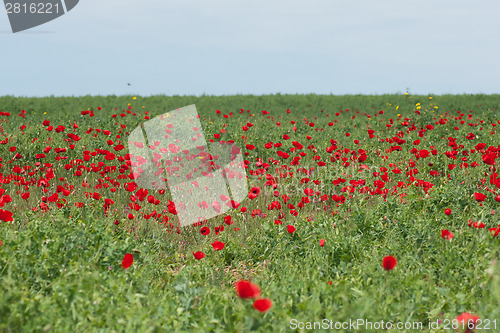 Image of Spring flowers - red on green