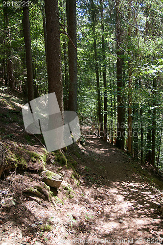 Image of Forest in French alps