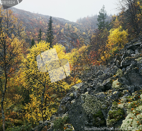 Image of Autumn in Iolga-tundra 6