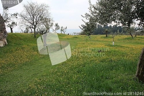 Image of Flowers in the meadow