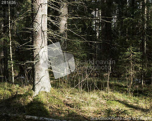 Image of Spring evening in the wild fir-forest