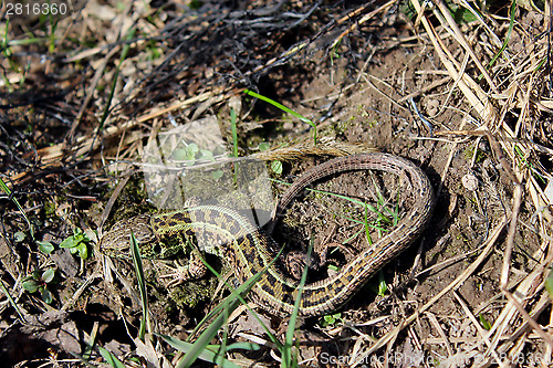 Image of gray lizard on the ground