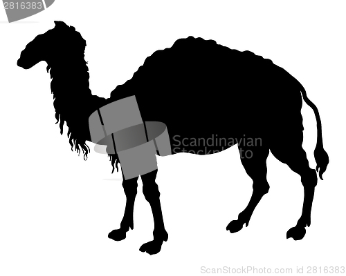 Image of The black silhouette of a camel on white