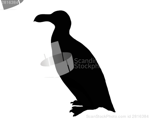 Image of Razorbill as black silhouette on white background