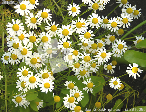 Image of Camomile in the natural surrounding of garden