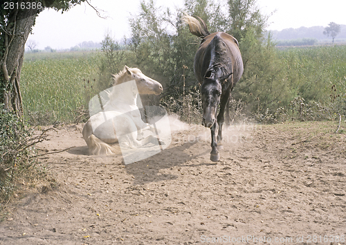 Image of Horse sand bath