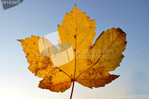 Image of Maple leaf