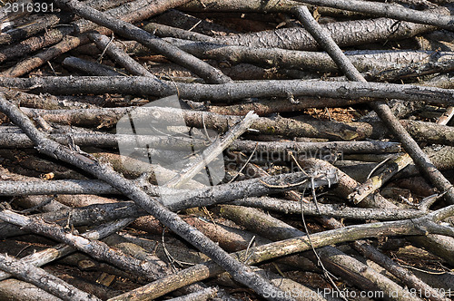 Image of Branch background