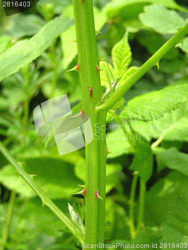 Image of Acuminate thorns at green peduncle of plant 