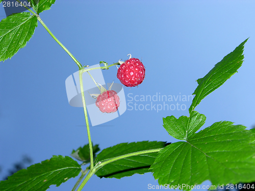 Image of Ripe raspberries in front of blue sky