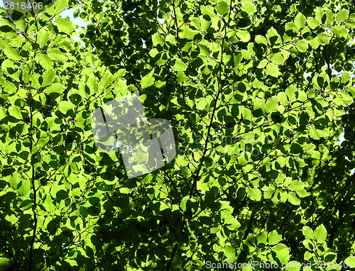 Image of Cutout of leafy canopies as background picture