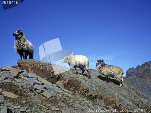 Image of Domestic sheep