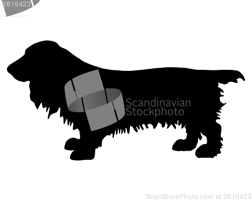 Image of Field Spaniel Silhouette