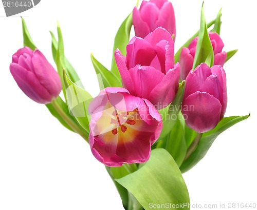 Image of Pink tulips