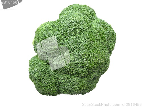 Image of One green broccoli isolated on white background