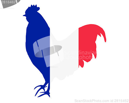 Image of French cock