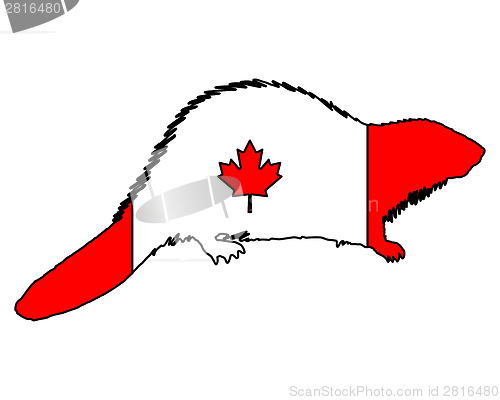 Image of Canadian Beaver