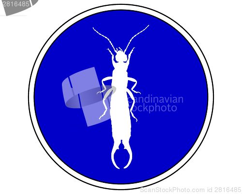 Image of Earwig allowed 