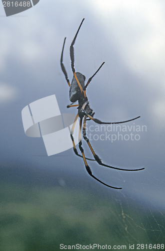 Image of Silk spider at La Reunion