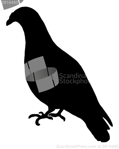 Image of Carriage Pigeon