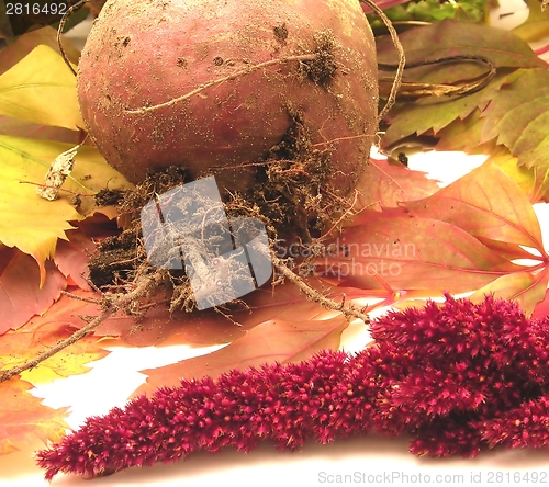 Image of Newly harvested beetroot