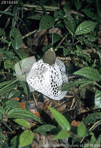 Image of Dictyophora indusiata