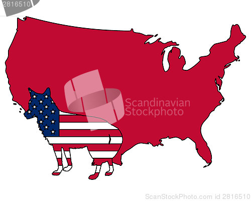 Image of Coyote USA