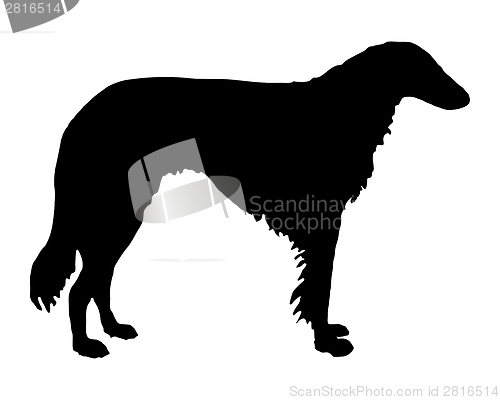 Image of The black silhouette of a longhaired Sighthound