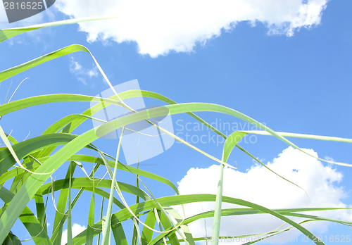 Image of The tip of reed with a cloudy sky in the back