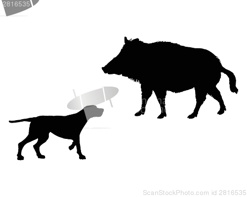 Image of Two animals, setter and boar meet face to face 