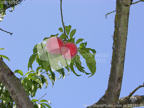 Image of Two ripe peaches between two branches of a peach tree