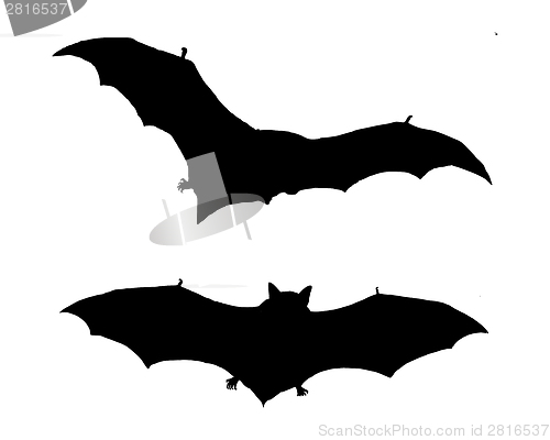 Image of The black silhouette of two bats flying