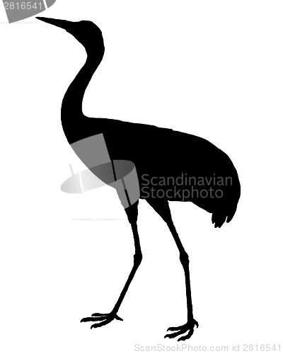 Image of Common Crane silhouette