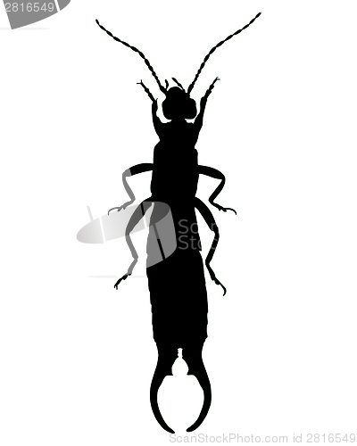 Image of Earwig silhouette
