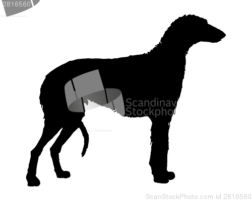 Image of The black silhouette of a scottish Deerhound