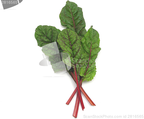 Image of Four red stemmed chard leaves crossed on white background